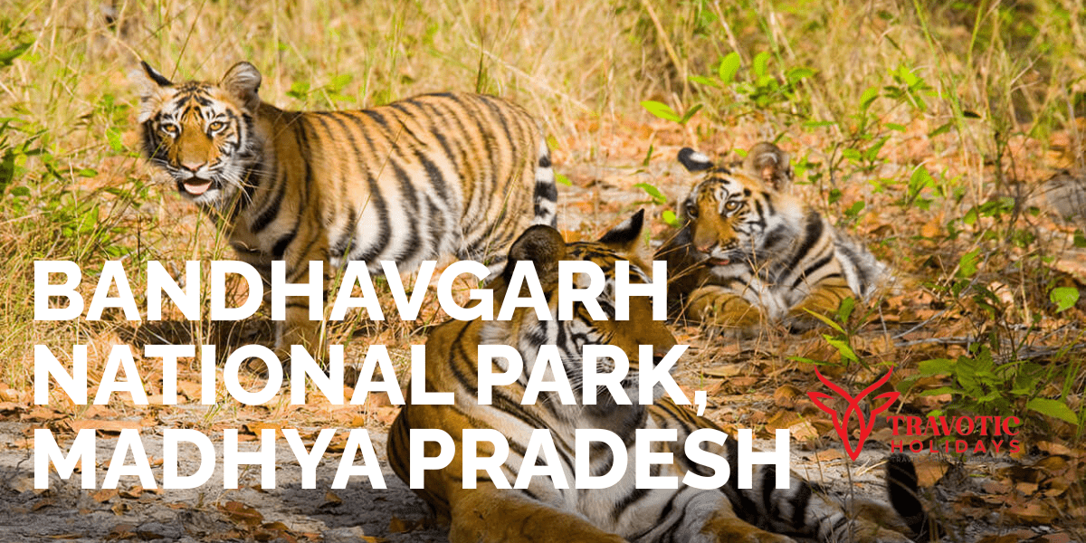 Bandhavgarh National Park, Madhya Pradesh