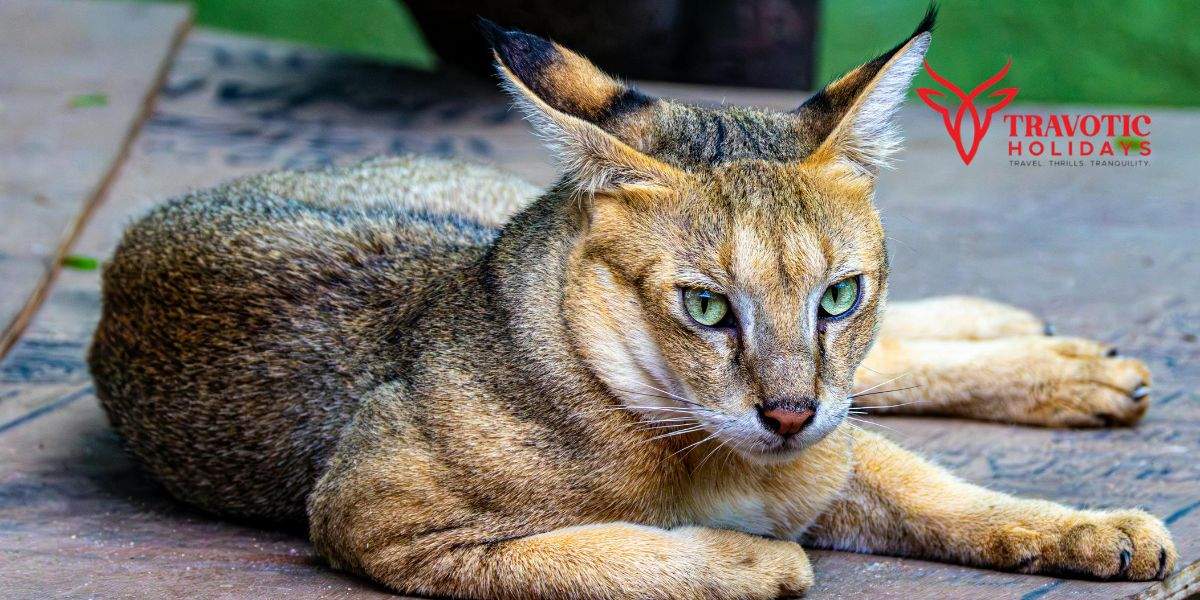 Caracal