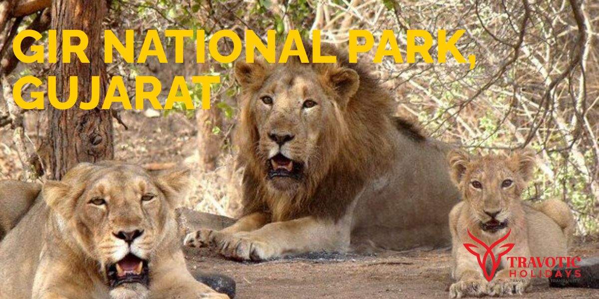Gir National Park, Gujarat 