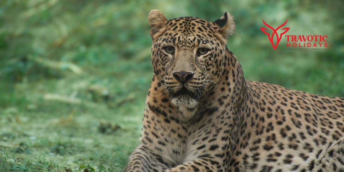 Indian Leopard
