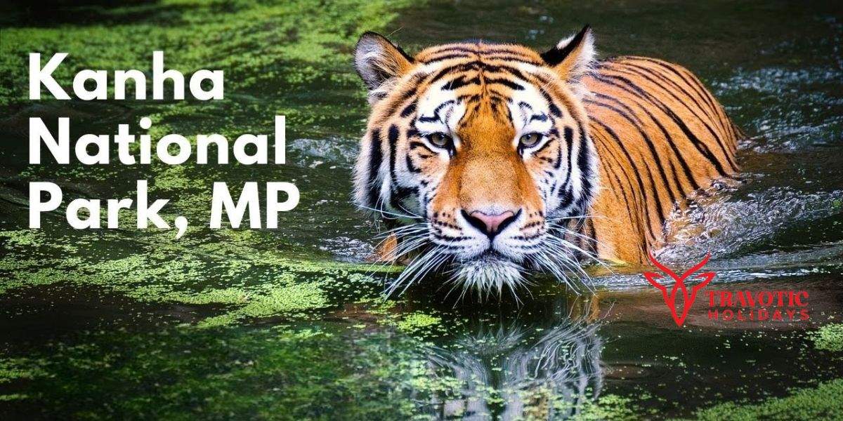 Kanha National Park, Madhya Pradesh (1)