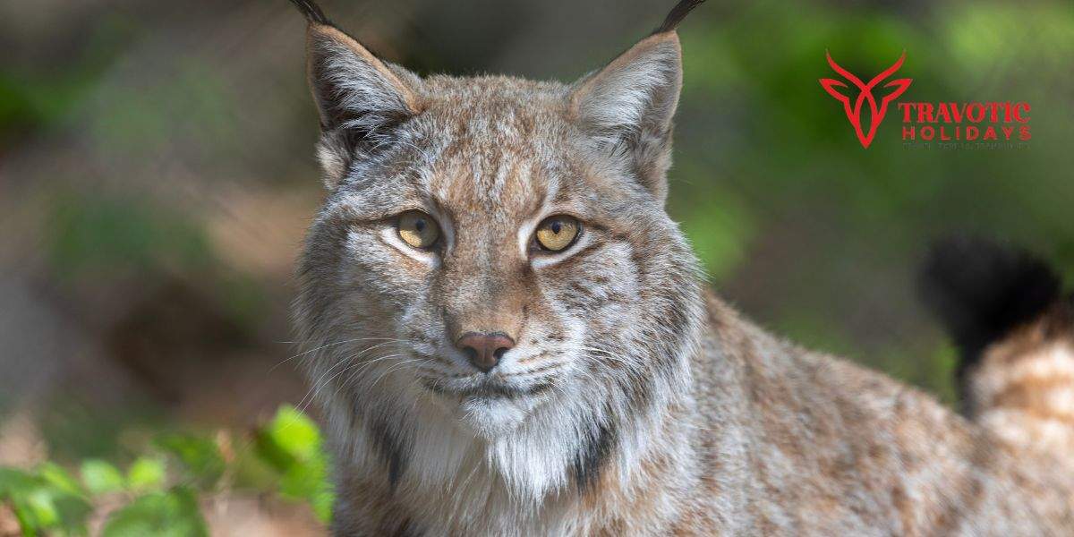 Lynx