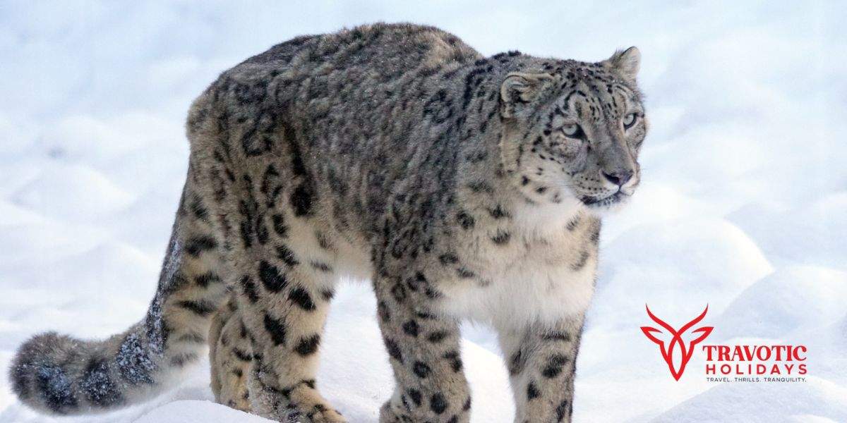Snow Leopard