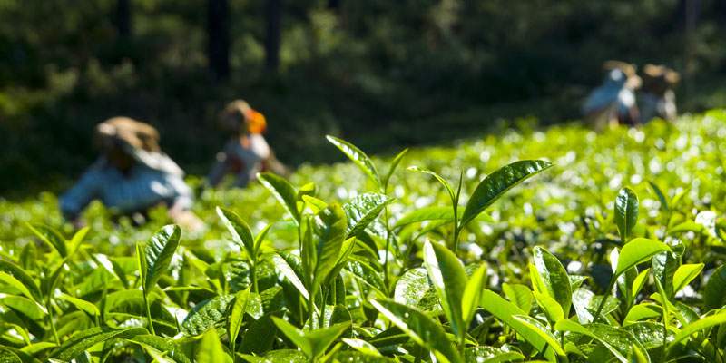 Arunachal Pradesh Family Tour Packages