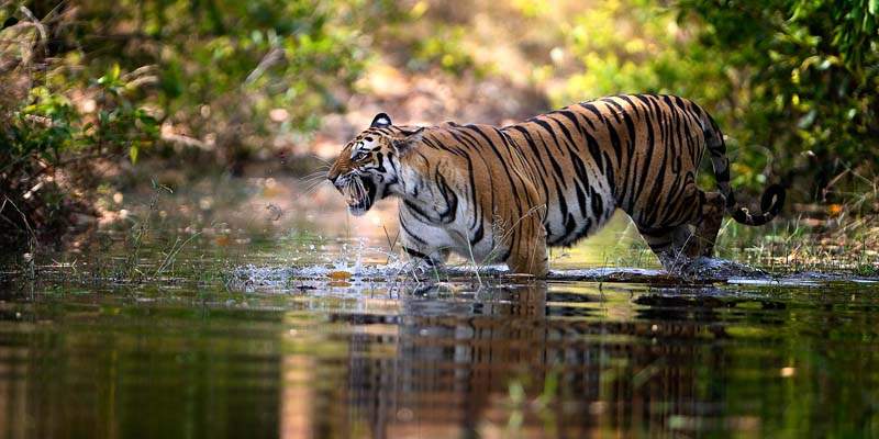 Read more about the article Sunderbans