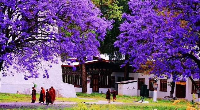 Spring session in Bhutan tour from Mumbai
