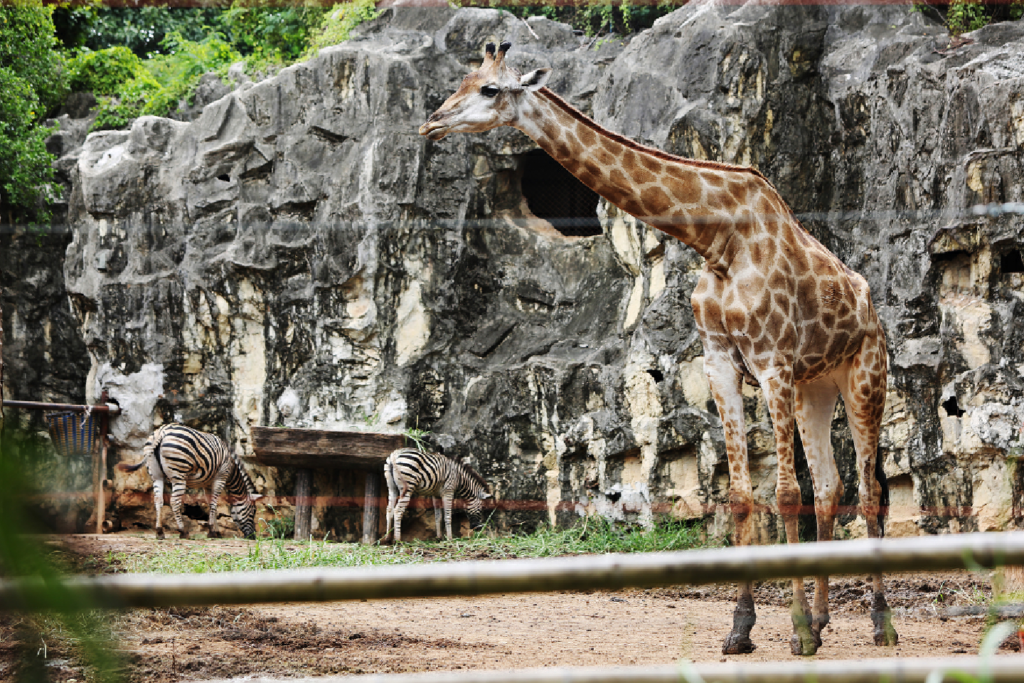 Enjoy a day at Dusit Zoo