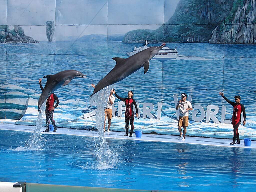 Some Fun with Dolphins at Safari World Bangkok