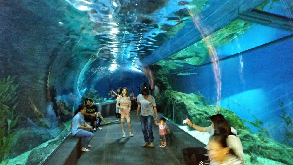 Dive with sharks at SEA LIFE Bangkok Ocean World