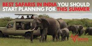 Read more about the article Best Safaris in India You Should Start Planning for This Summer