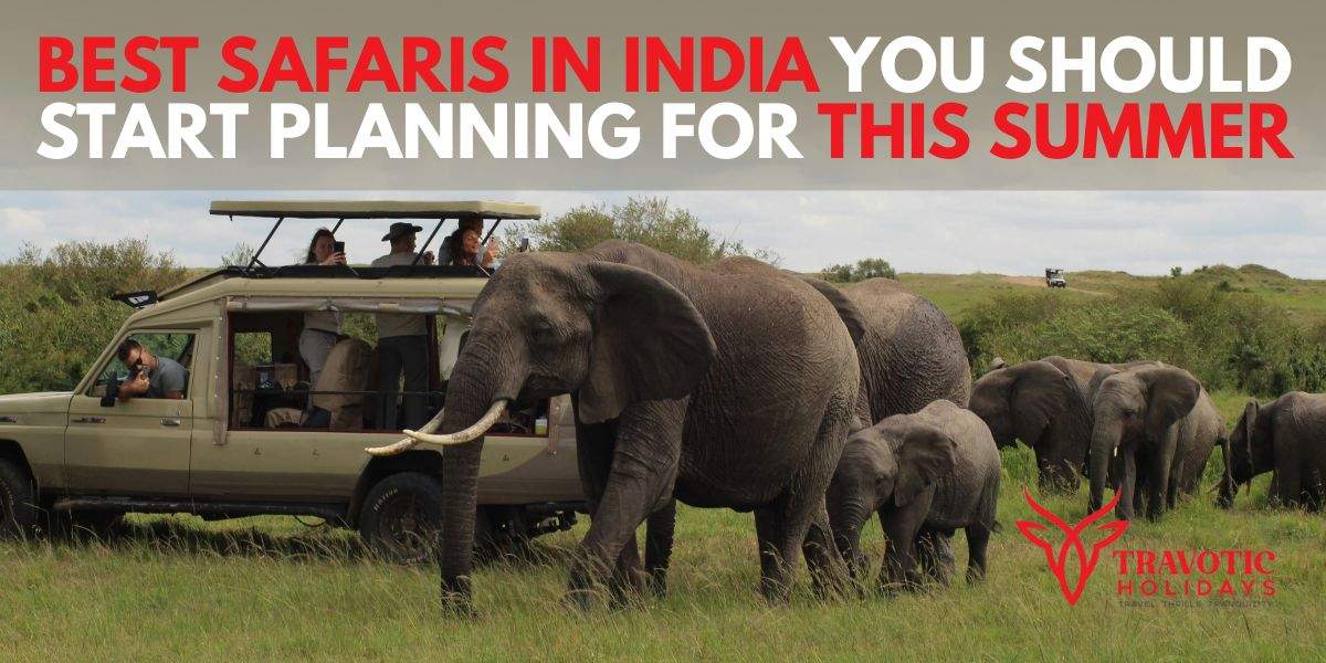 You are currently viewing Best Safaris in India You Should Start Planning for This Summer