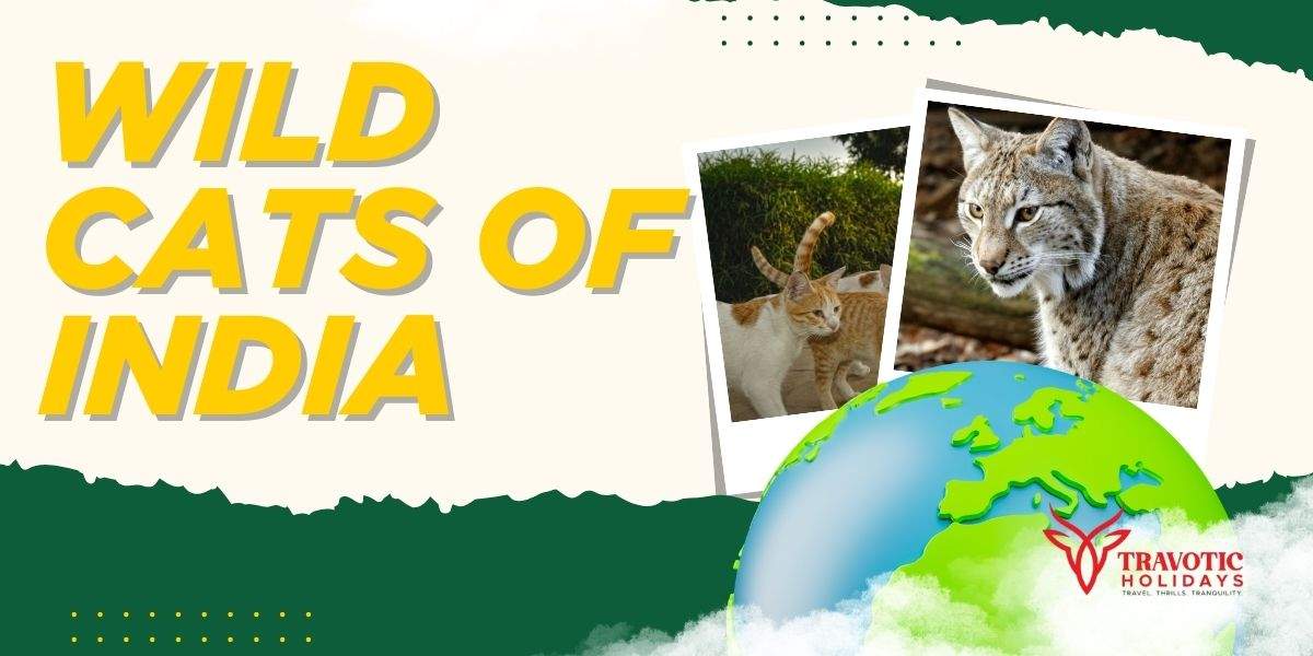 You are currently viewing Wild Cats of India